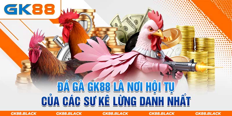 Đá gà là nơi nội tụ của các sư kê lừng danh nhất